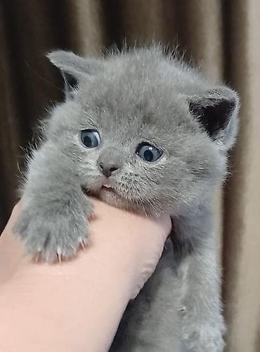 короткошёрстная: Британский короткошёрстный котёнок, окрас блю (голубой) — 1
