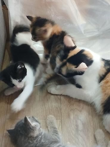 кошка домик: 1 месяц, Девочка, Белый — 4
