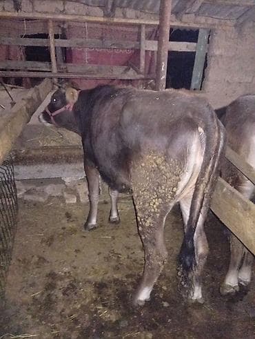 как бросить курить: Продаю | Корова (самка), Тёлка, Музоо, торпок | На забой, Для разведения | Привязанные — 2
