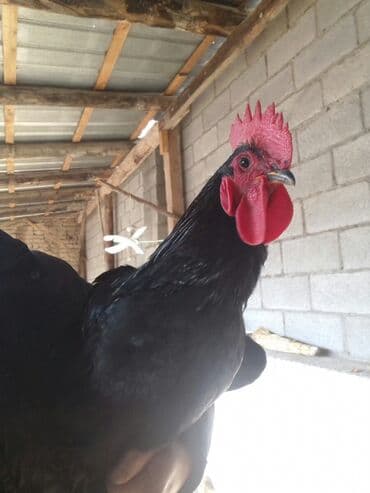 уй жаныбары: Сатам | Тооктор | Үй | Көбөйтүү үчүн — 3