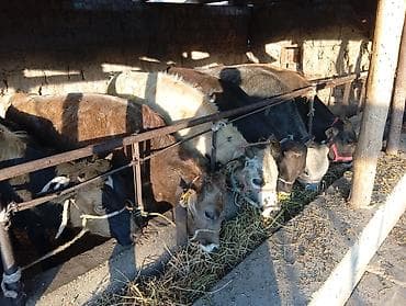 Продаю | Бык (самец) | На откорм at lalafo.kg Продаю | Бык (самец) | На откорм