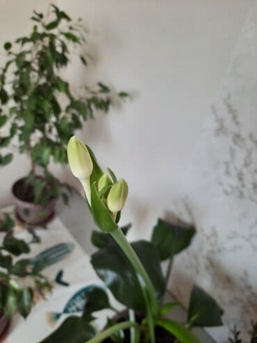 сундук ручная работа: В подарок дарю домашний лимон (смотри на фото) Комнатное растение — — 8