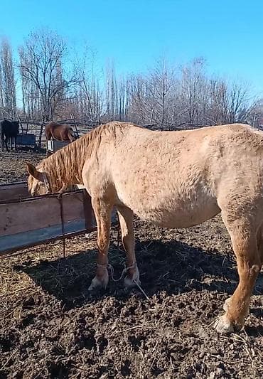 мышык фото: Сатам | Жылкы (эркек) | Аргын, Дончак | Жумушка | Мерин — 1