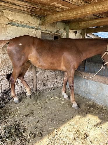 собака продам: Продаю | Кобыла (самка) | Рабочий — 3