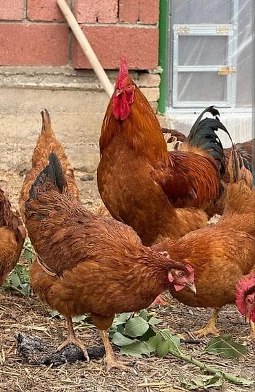 Животные: Продаю | Инкубационные яйца, Петух, Куры | Кучинская | На забой, Для разведения, Несушки — 2