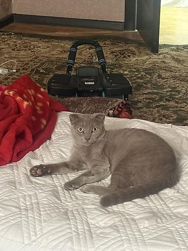 Продажа кошек: Шотландская вислоухая кошка, окрас: сплошной серый (blue). Короткая — 2