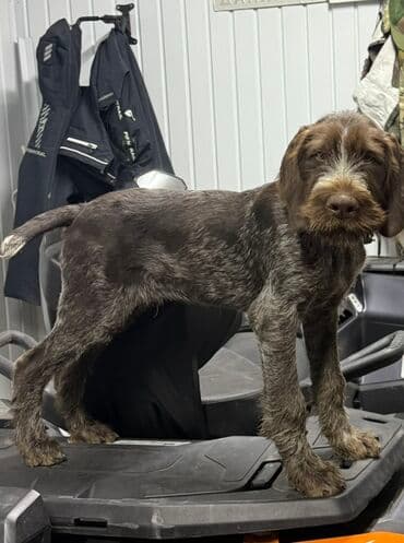 Привозной щенок жесткошерстной легавой (дратхаар) кобель цена 1000$ 4