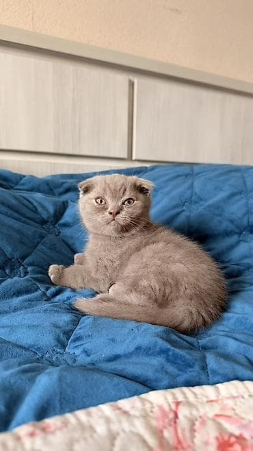 Животные: Шотландский вислоухий котёнок (Scottish Fold), - Пол: мальчик - — 1