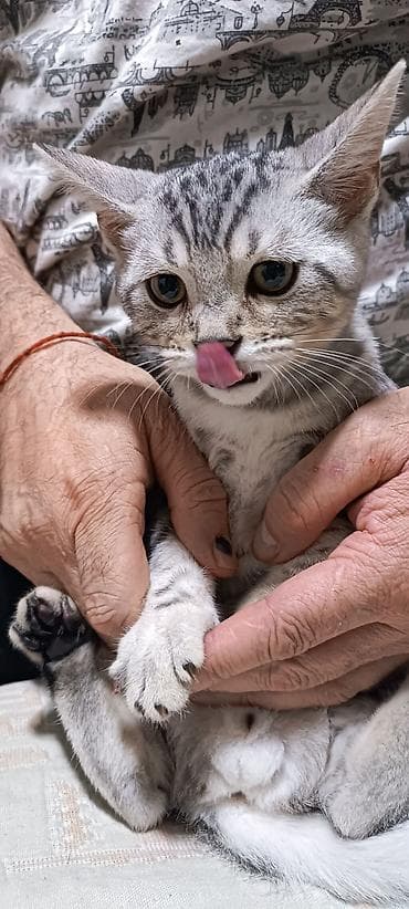 серые кошки фото: Порода/тип: короткошёрстный котёнок с серебристым окрасом (пятна и — 3