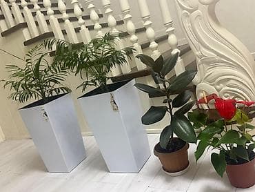 Герандар жана пеларгониялар: Г Ош, продаются комнатные растения — 2