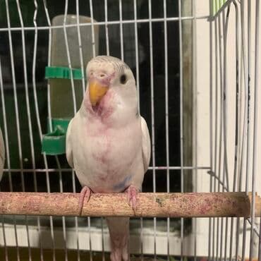 голуби животное: Волнистый попугай необычной окраски. Отличный подарок для своих детей — 1