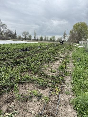 гронштейн яблоко: Саженцы ежевики с открытой корневой системой - Культура: садовая — 6