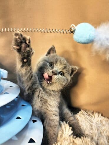 доска объявлений о кошках: ✨ Открыто бронирование котят голубого окраса ✨Порода: Британская — 1