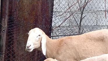 тайган щенки: Продаю | Козёл (самец) — 4