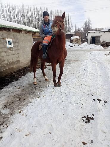 кошка домашний: Продаю | Конь (самец) | Рабочий — 2