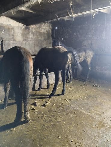 кок бору ат: Продаю | Жеребенок | Для разведения | Племенные — 10