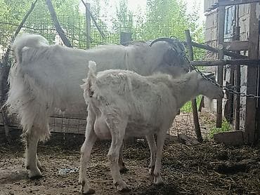 сухое молоко для животных: Продаю | Коза (самка) | Для молока — 8