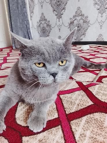 собаки бишкек: Британский короткошёрстный кот, окрас голубой (пепельно‑серый) — 2