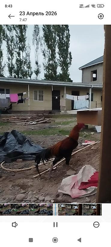 кокер спаниель цена: Продаю | Петух | Бойцовая | Для разведения — 4