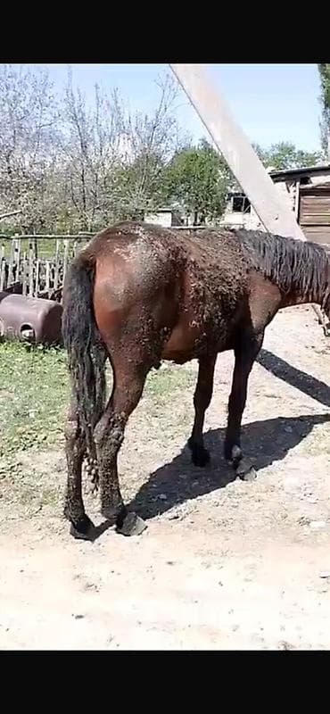 мейнкун кошка: Продаю | Жеребец, Жеребенок | Рабочий — 3