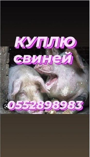 дорого: Продаю | Поросенок, Свинья (самка), Хряк (самец) | На забой — 4