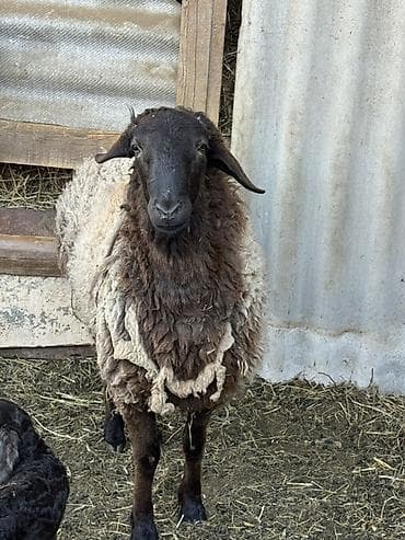 чистокровный тайган: Продаю | Овца (самка) | Для разведения | Племенные — 1