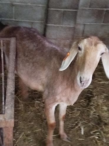 Сатам | Ургаачы кой (ургаачы) | Аргын | Көбөйтүү үчүн | Асыл тукумдуу