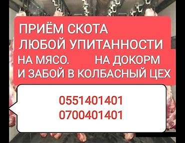 Колбасный цех : Коровы, быки, Лошади, кони, Другие с/х животные, | Круглосуточно, Любое состояние, Забитый