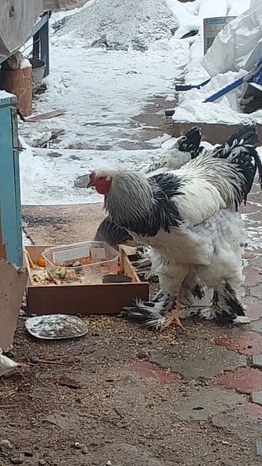 живые дрожи: Продаю | Куры | Брама | Для разведения — 7