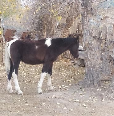 жеребая: Продаю | Жеребенок | Полукровка | Рабочий — 4