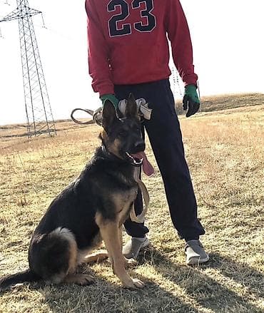 Аквариумдар: 🐶 Продаётся немецкая овчарка, девочка 10 месяцев Окрас — 3