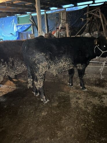 дом животные: Продаю | Бык (самец) | Ангус | Для разведения | Осеменитель — 8