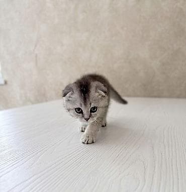 scottish fold: Шотландский вислоухий котёнок (Scottish Fold) Девочка 2,5 месяца - — 3