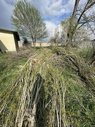 Дрова Тополь