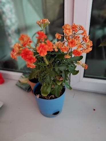 фикус бенджамина: Комнатные растения в горшках 1) Каланхоэ Blossfeldiana (оранжевые — 1