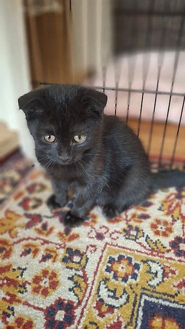 котято: Скотиш Страйт (Шотландская прямоухая), 2 месяца, Мальчик, Черный, Приучена к лотку — 2