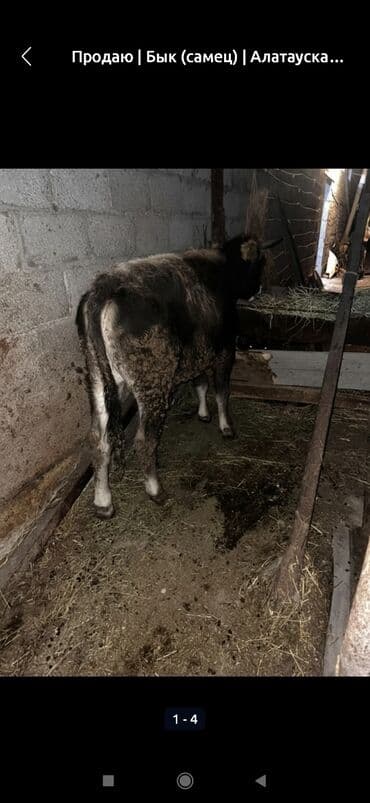 Продаю | Бык (самец) | Алатауская | Для разведения at lalafo.kg Продаю | Бык (самец) | Алатауская | Для разведения