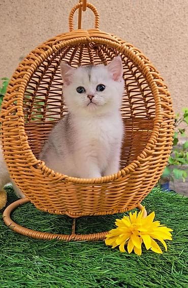 Предлагаем чистопородных малышей. Шотландские котята