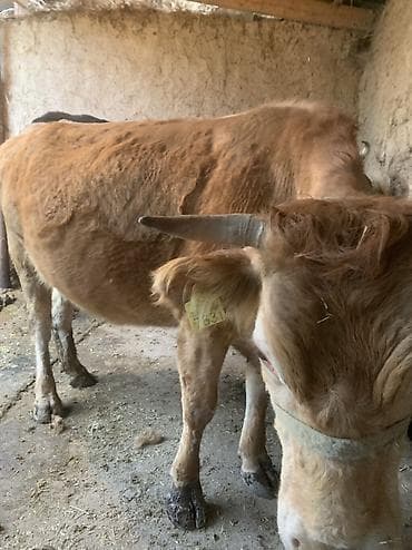Животные: Продаю | Корова (самка) | Для разведения | Привязанные — 4