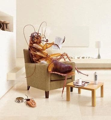 Клининговые услуги: Дезинфекция, дезинсекция, | Клопы, Обработка деревьев, Блохи, | Офисы, Дворы, Кафе, магазины — 1