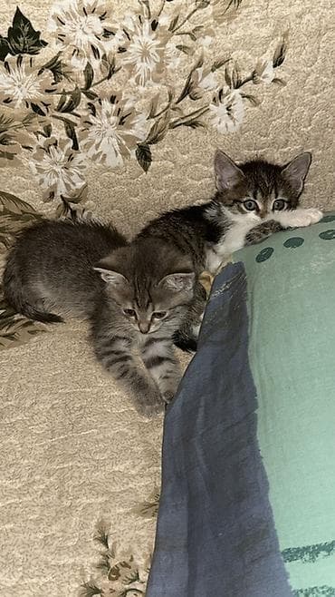 котята мейн кун бесплатно: Котята-домоседы, короткошёрстные, окрас на выбор: - серо-белый биколор — 5