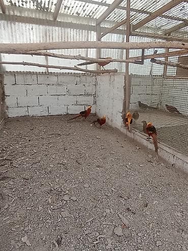 прос: Продаю золотых фазанов — 3