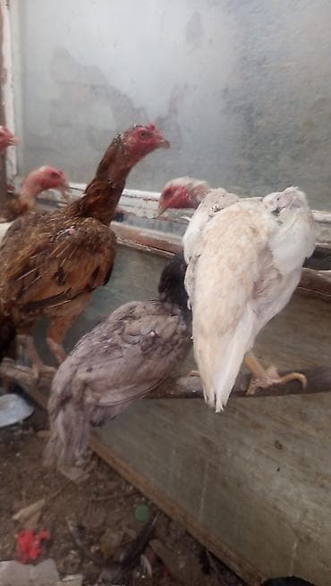 продам курей: Продаю | Куры | Бойцовая | Для разведения — 3
