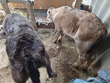 Продаю | Музоо, торпок | На откорм | Привязанные