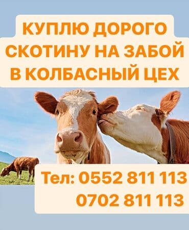 кормовая соль для животных: Сатып алам | Уйлар, букалар, Жылкылар, аттар, Башка а/ч жаныбарлары | Бардык шартта, Союуга, этке, Акысыз жеткирүү — 3