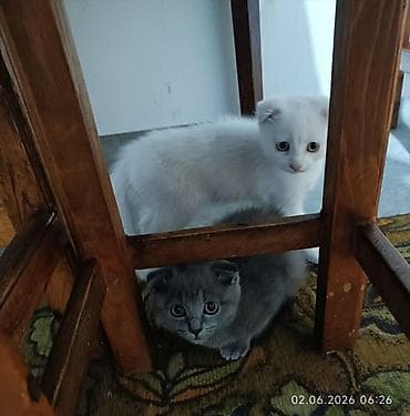 кошки мальчик: Шотландские котята (скоттиш‑фолд) - Окрас: белый и голубой (серый) - — 6