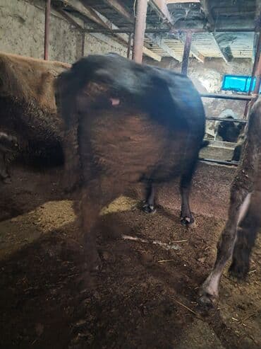 малёк рыбы: Продаю | Корова (самка) | Полукровка | Для молока | Привязанные — 3