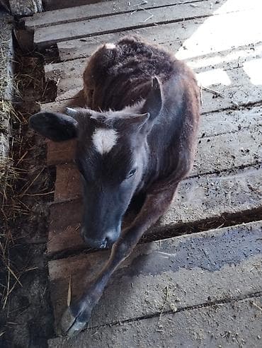 чон кой: Продаю | Бык (самец) | На откорм | Искусственник — 1