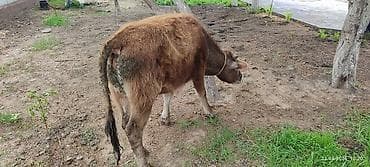 бараны цена бишкек: Продаю | Тёлка | На откорм, Для разведения, Для молока — 3