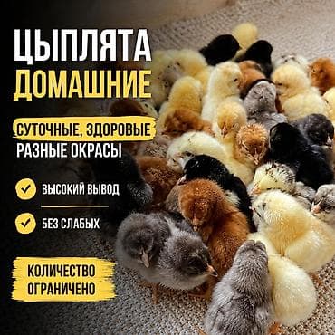 кукуруза замороженная: Продаю | Цыплята | Домашняя | Для разведения — 1